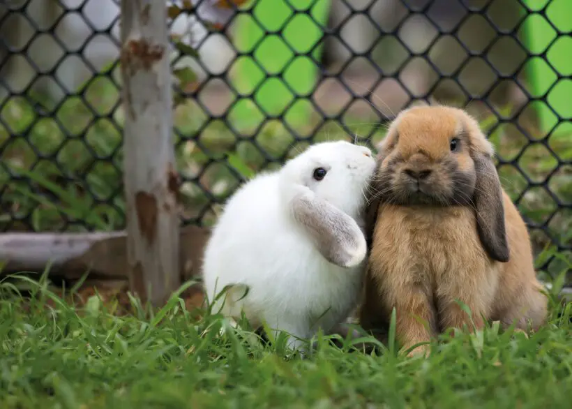 Streichelzoo - Familienhotel in Wagrain, Salzburg Streichelzoo - Familienhotel in Wagrain, Salzburg