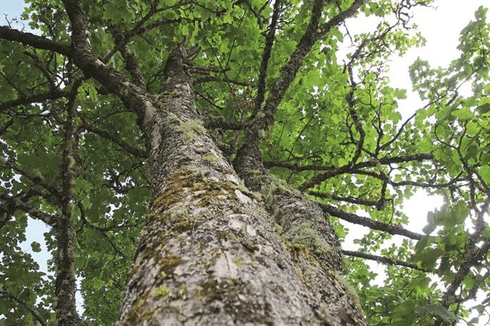 Baum im Lehrpfad in Kleinarl