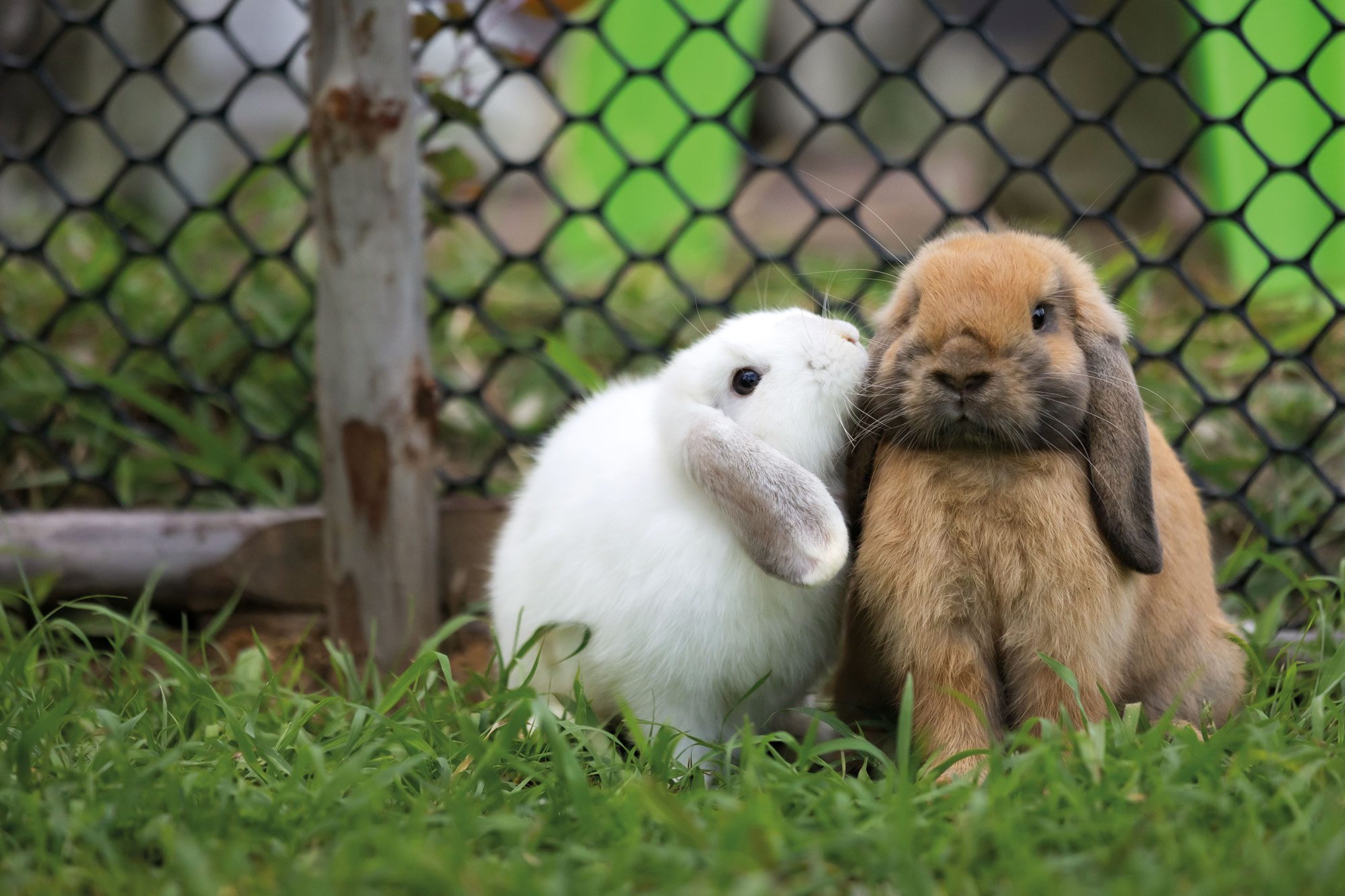 Streichelzoo - Familienhotel in Wagrain, Salzburg