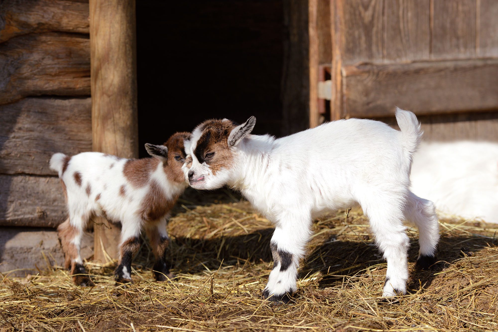 Streichelzoo - Familienhotel in Wagrain, Salzburg
