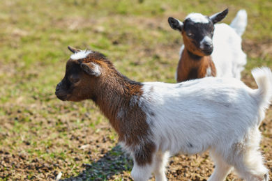 Unsere Freude an den Tieren möchten wir gerne an unsere Gäste, vor allem an die Kinder, weitergeben. Bei uns gibt es Hasen, Hühner Zwergziegen und Zwergschweine in den geräumigen Gehegen zu sehen, die sich immer auf einen Besuch freuen!